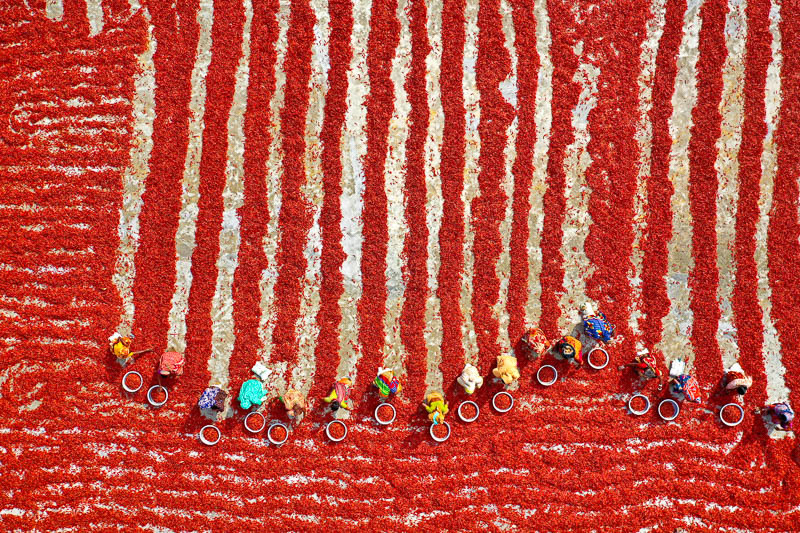 Woman picking red chilies, Bogura, Bangladesh - Foto: Azim Khan Ronnie