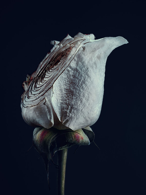 Simon Puschmann: Assaulted Flowers #10, 2012