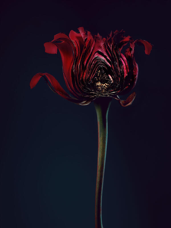 Simon Puschmann: Assaulted Flowers #04, 2012